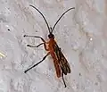 Acrotaphus fuscipennis male
