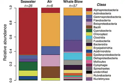 Relative abundance of bacterial classes from whale blow, air and seawater samples.[154]