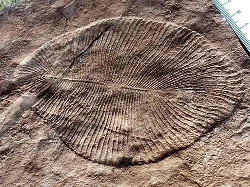Dickinsonia costata from the Ediacaran biota (c. 635–542 mya) is one of the earliest animal species known.[92]