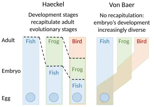 Image 21Embryology theories of Ernst Haeckel, who argued for recapitulation of evolutionary development in the embryo, and Karl Ernst von Baer's epigenesis (from Evolutionary developmental biology)