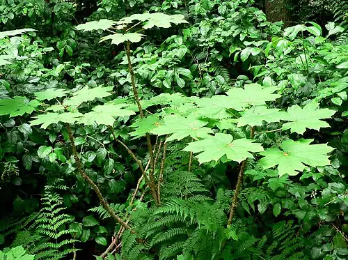 Large leaves on the top of stems