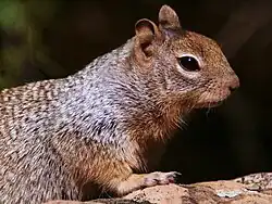 Brown squirrel