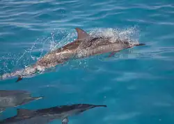 Porpoising in Papahānaumokuākea Marine National Monument